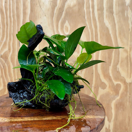 Pisces Enterprises One Only Nano Rainforest Driftwood Creation - One Only - Creative Nano Rainforest Driftwood Creation - One Only - Creative