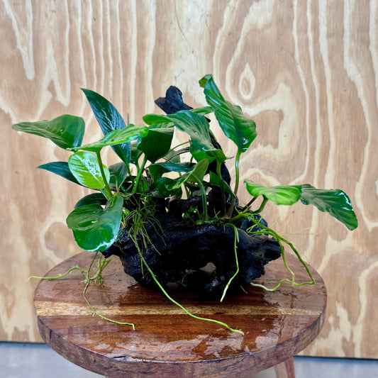 Pisces Enterprises One Only Nano Rainforest Driftwood Creation - One Only - Creative Nano Rainforest Driftwood Creation - One Only - Creative