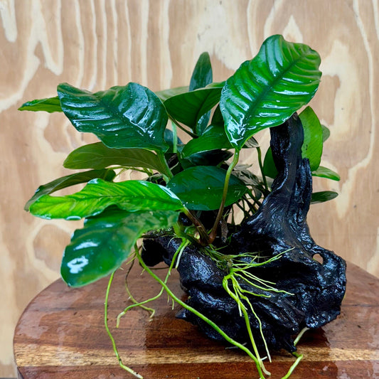 Pisces Enterprises One Only Nano Rainforest Driftwood Creation - One Only - Creative Nano Rainforest Driftwood Creation - One Only - Creative