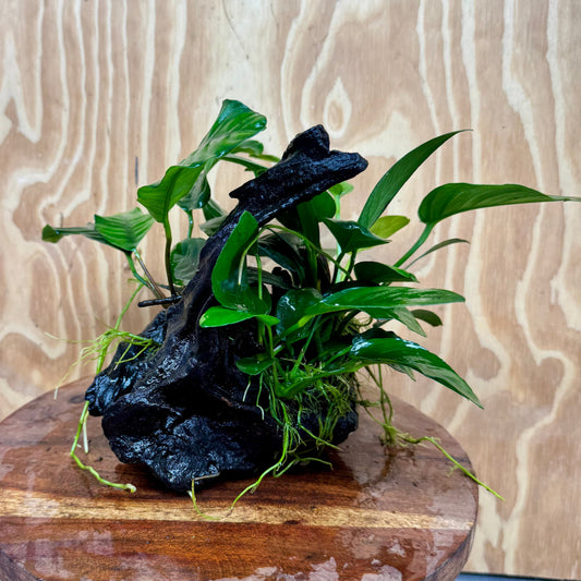 Pisces Enterprises One Only Nano Rainforest Driftwood Creation - One Only - Creative Nano Rainforest Driftwood Creation - One Only - Creative