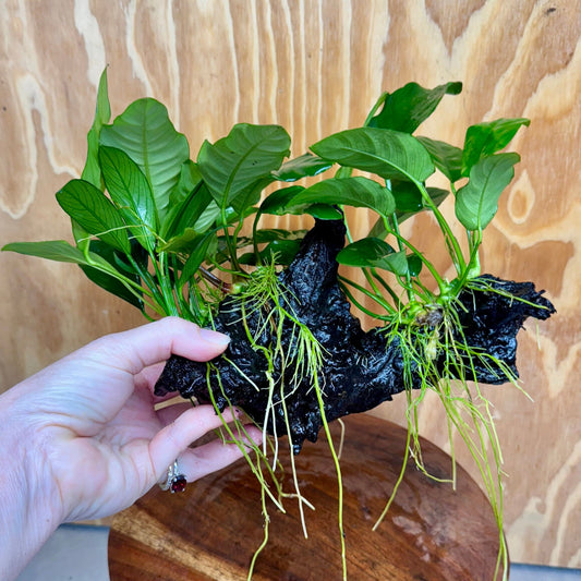 Pisces Enterprises One Only Nano Rainforest Driftwood Creation - One Only - Creative Nano Rainforest Driftwood Creation - One Only - Creative