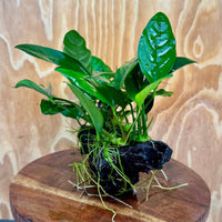 Pisces Enterprises One Only Nano Rainforest Driftwood Creation - One Only - Creative Nano Rainforest Driftwood Creation - One Only - Creative