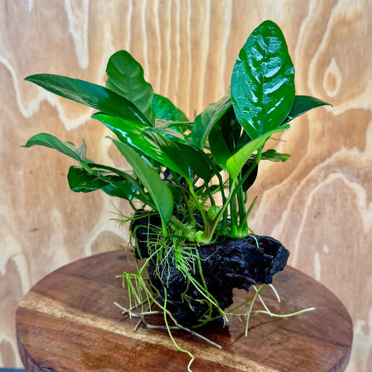 Pisces Enterprises One Only Nano Rainforest Driftwood Creation - One Only - Creative Nano Rainforest Driftwood Creation - One Only - Creative
