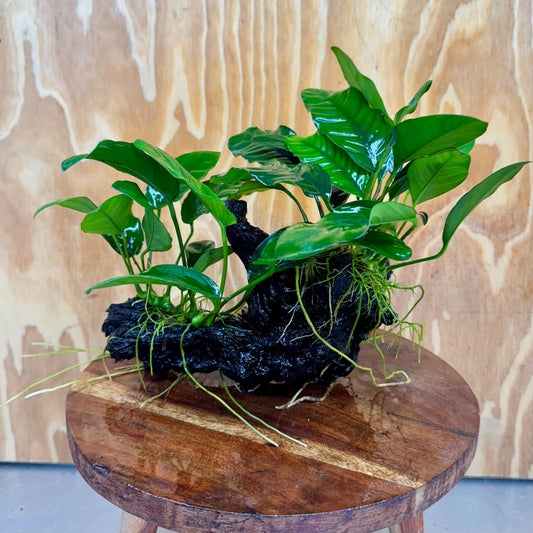 Pisces Enterprises One Only Nano Rainforest Driftwood Creation - One Only - Creative Nano Rainforest Driftwood Creation - One Only - Creative