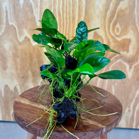 Pisces Enterprises One Only Nano Rainforest Driftwood Creation - One Only - Creative Nano Rainforest Driftwood Creation - One Only - Creative