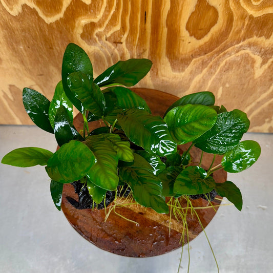 Pisces Enterprises One Only Nano Rainforest Driftwood Creation - One Only - Creative Nano Rainforest Driftwood Creation - One Only - Creative