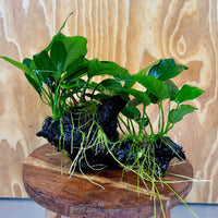Pisces Enterprises One Only Nano Rainforest Driftwood Creation - One Only - Creative Nano Rainforest Driftwood Creation - One Only - Creative