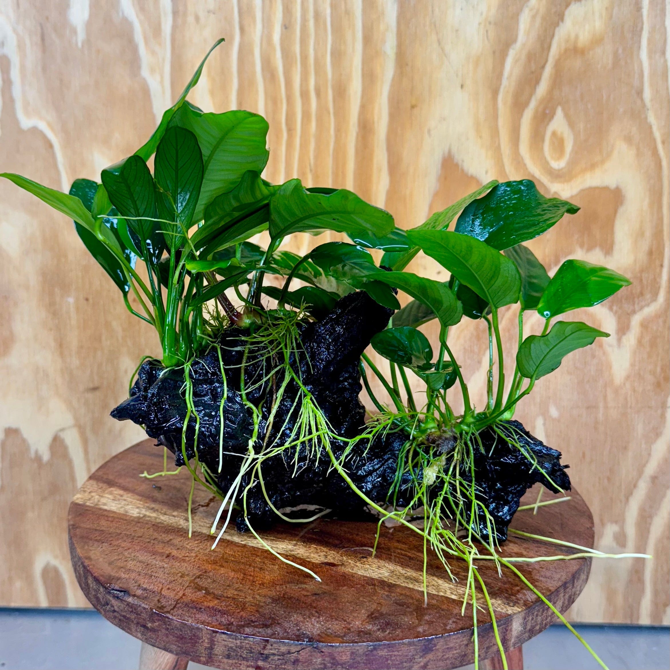 Pisces Enterprises One Only Nano Rainforest Driftwood Creation - One Only - Creative Nano Rainforest Driftwood Creation - One Only - Creative