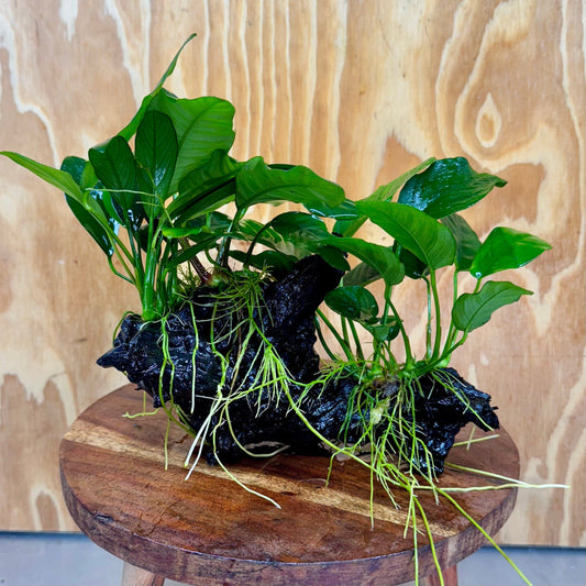 Pisces Enterprises One Only Nano Rainforest Driftwood Creation - One Only - Creative Nano Rainforest Driftwood Creation - One Only - Creative