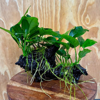 Pisces Enterprises One Only Nano Rainforest Driftwood Creation - One Only - Creative Nano Rainforest Driftwood Creation - One Only - Creative