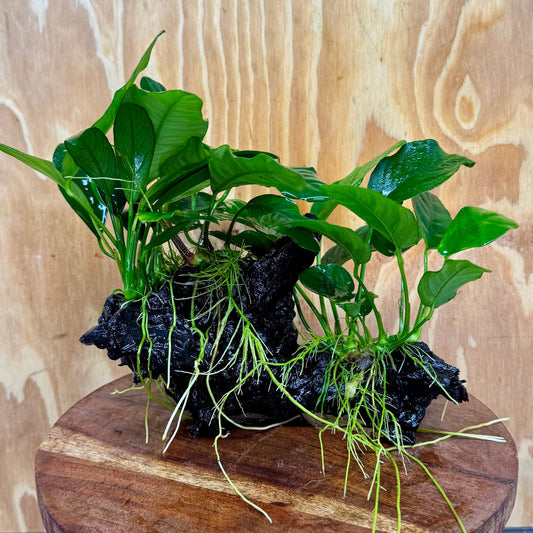 Pisces Enterprises One Only Nano Rainforest Driftwood Creation - One Only - Creative Nano Rainforest Driftwood Creation - One Only - Creative