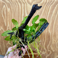 Pisces Enterprises One Only Nano Rainforest Driftwood Creation - One Only - Creative Nano Rainforest Driftwood Creation - One Only - Creative