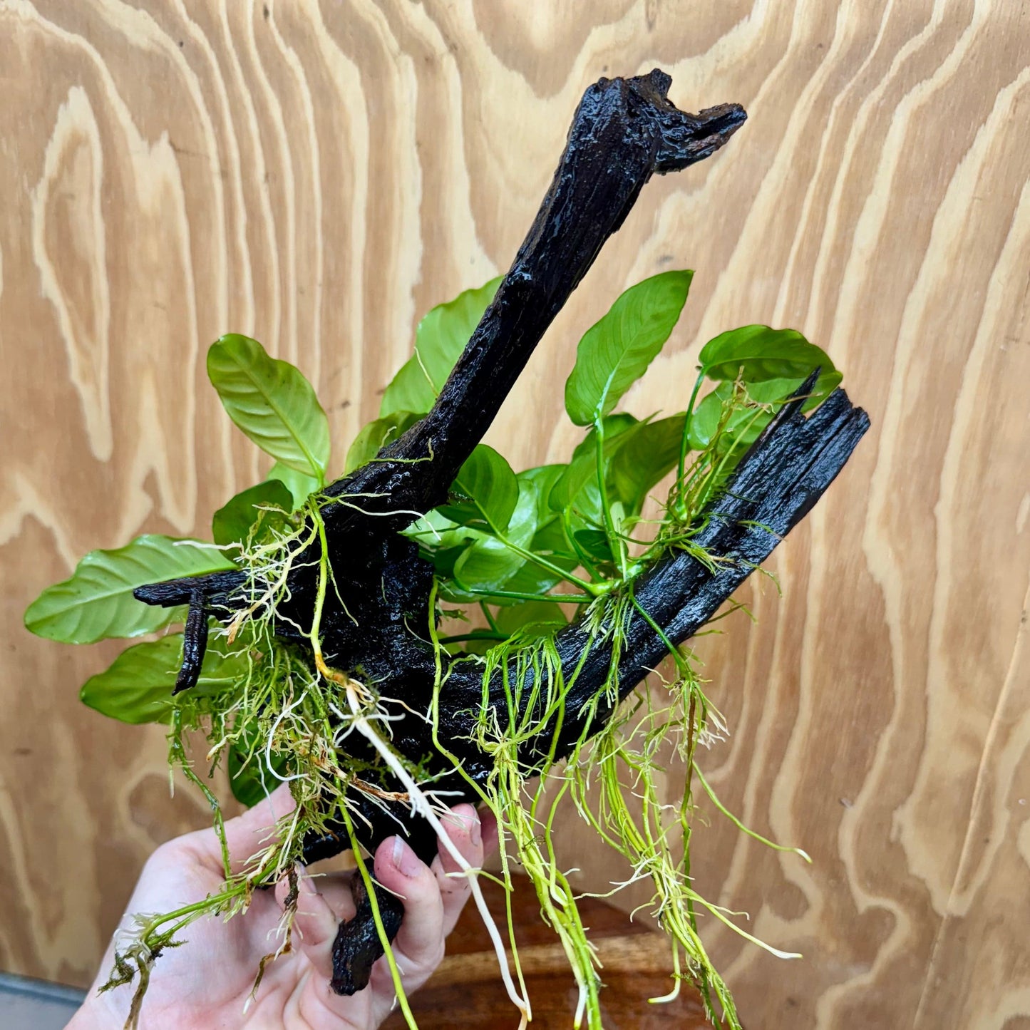 Pisces Enterprises One Only Nano Rainforest Driftwood Creation - One Only - Creative Nano Rainforest Driftwood Creation - One Only - Creative