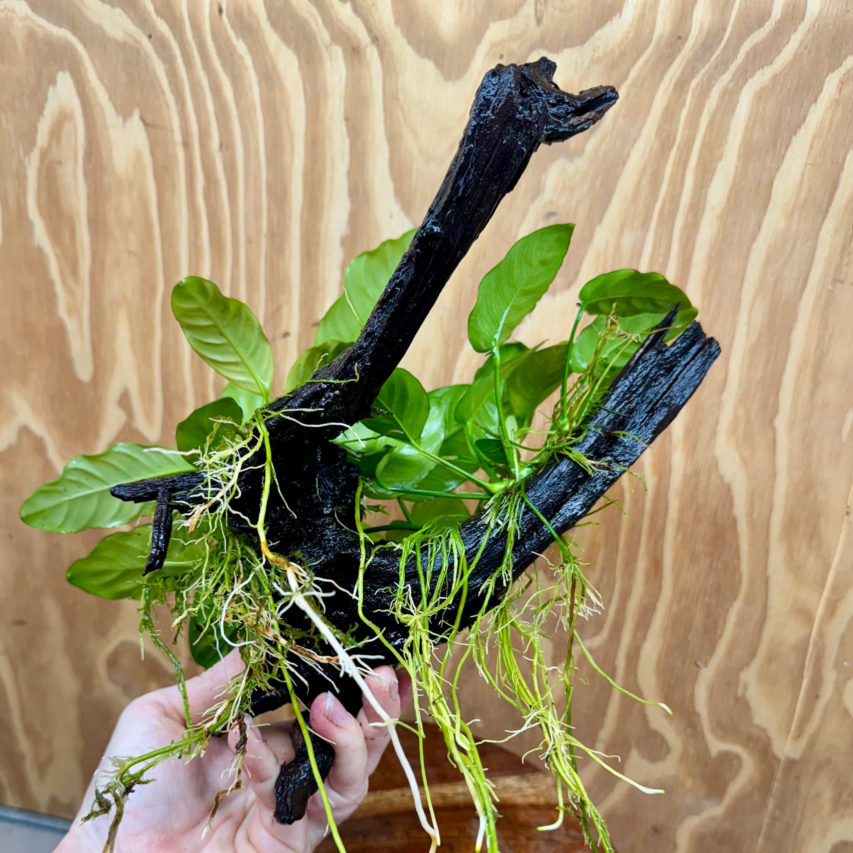 Pisces Enterprises One Only Nano Rainforest Driftwood Creation - One Only - Creative Nano Rainforest Driftwood Creation - One Only - Creative