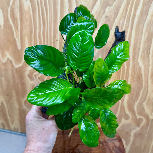 Pisces Enterprises One Only Nano Rainforest Driftwood Creation - One Only - Creative Nano Rainforest Driftwood Creation - One Only - Creative