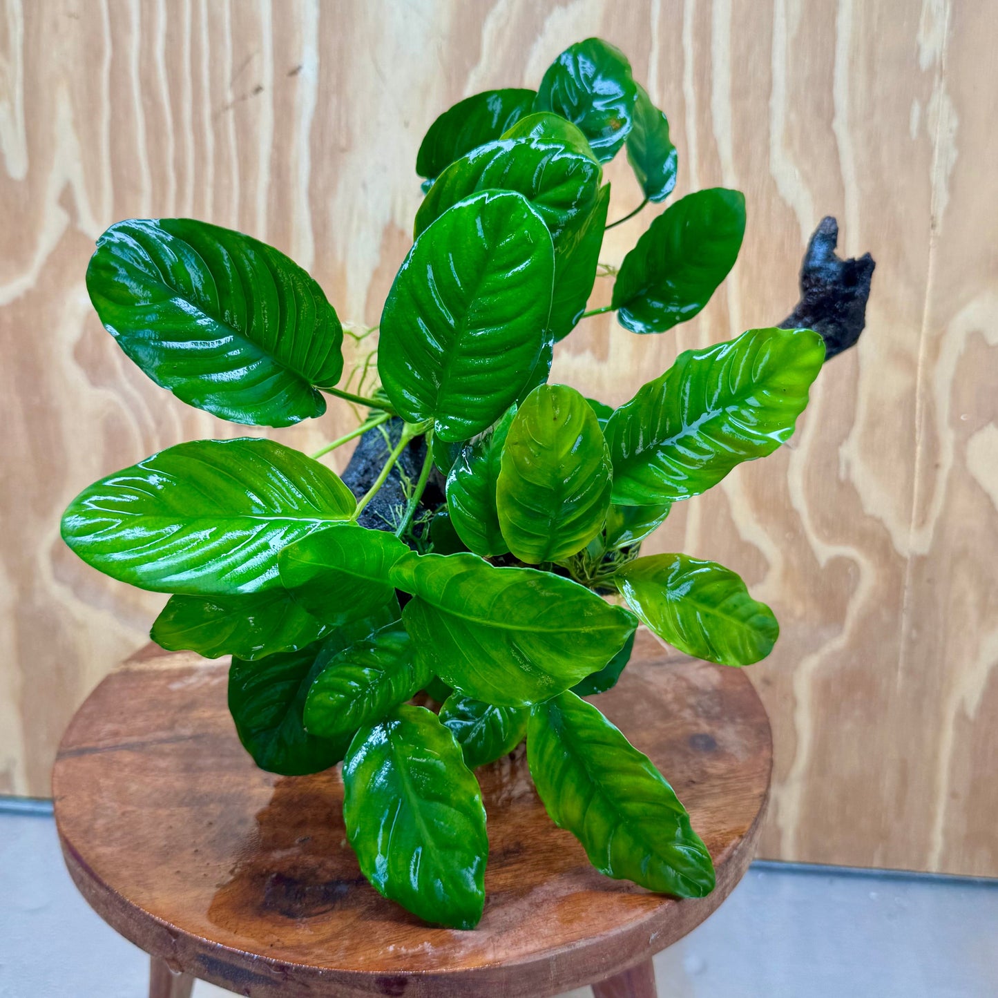 Pisces Enterprises One Only Nano Rainforest Driftwood Creation - One Only - Creative Nano Rainforest Driftwood Creation - One Only - Creative