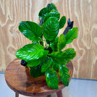 Pisces Enterprises One Only Nano Rainforest Driftwood Creation - One Only - Creative Nano Rainforest Driftwood Creation - One Only - Creative