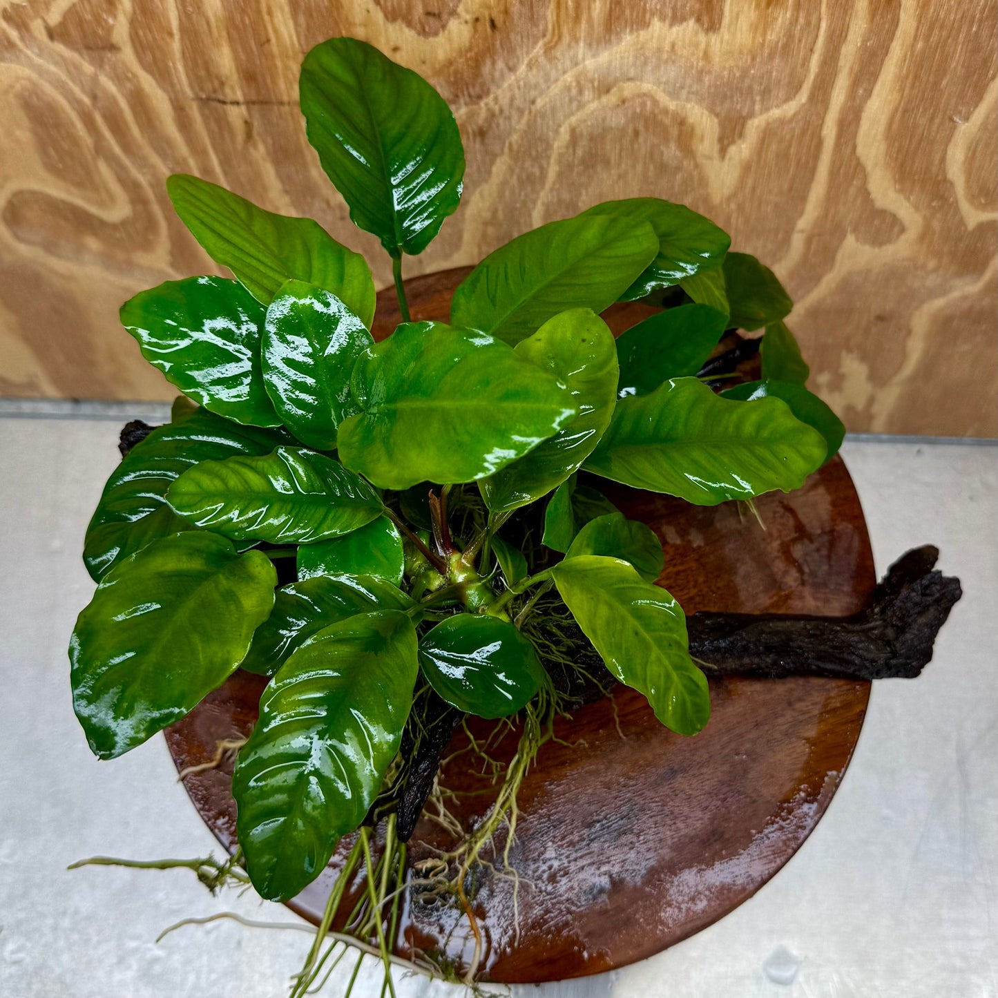 Pisces Enterprises One Only Nano Rainforest Driftwood Creation - One Only - Creative Nano Rainforest Driftwood Creation - One Only - Creative