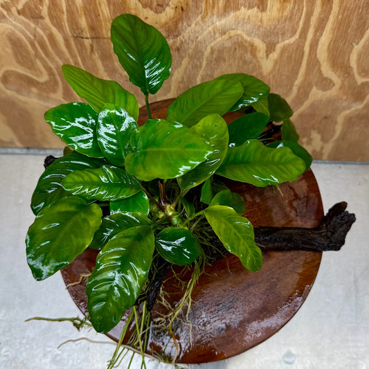 Pisces Enterprises One Only Nano Rainforest Driftwood Creation - One Only - Creative Nano Rainforest Driftwood Creation - One Only - Creative