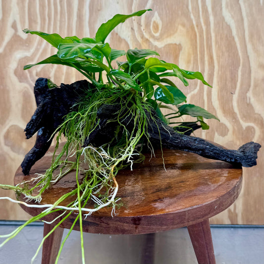 Pisces Enterprises One Only Nano Rainforest Driftwood Creation - One Only - Creative Nano Rainforest Driftwood Creation - One Only - Creative