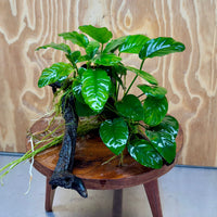 Pisces Enterprises One Only Nano Rainforest Driftwood Creation - One Only - Creative Nano Rainforest Driftwood Creation - One Only - Creative