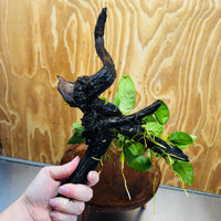 Pisces Enterprises One Only Nano Rainforest Driftwood Creation - One Only - Creative Nano Rainforest Driftwood Creation - One Only - Creative