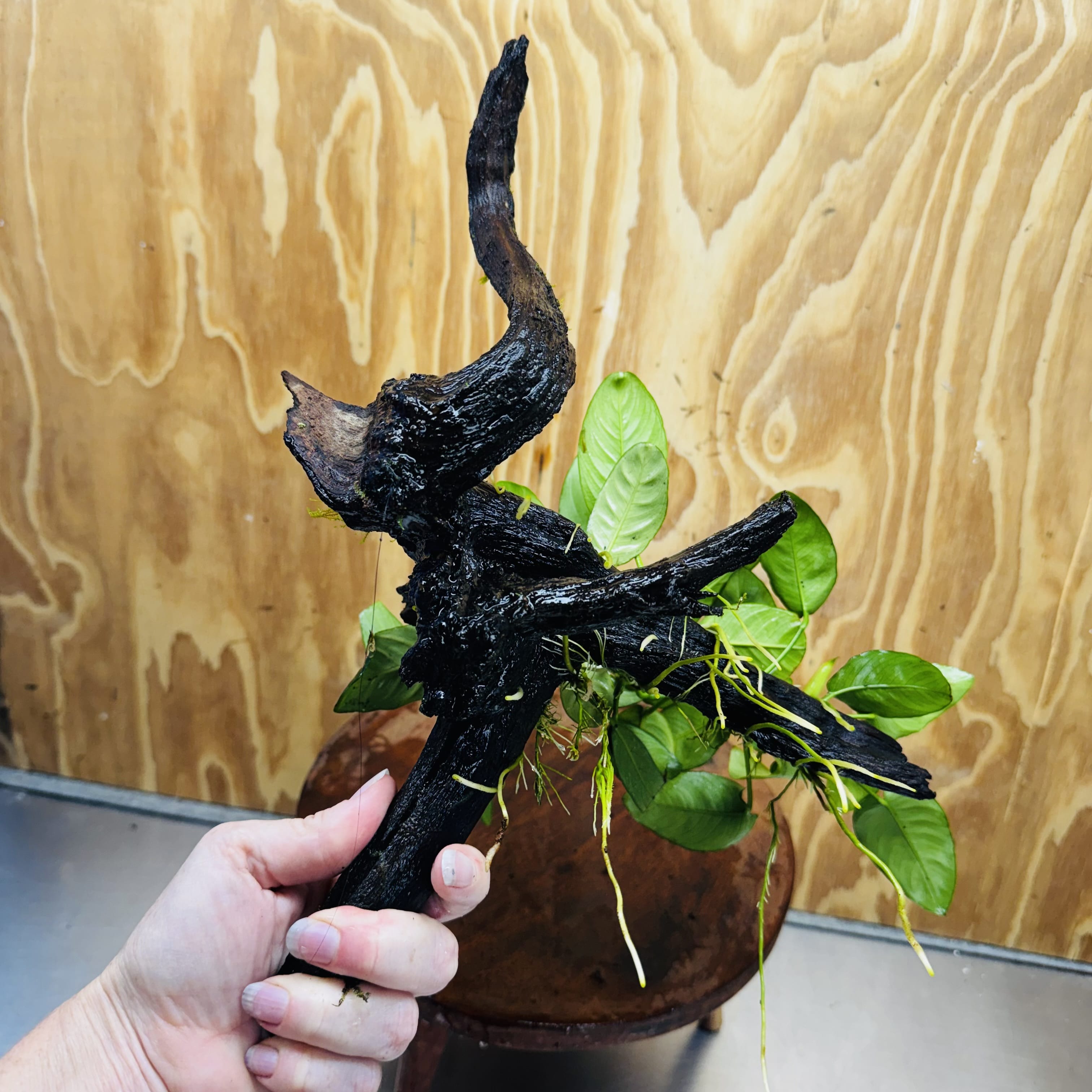 Pisces Enterprises One Only Nano Rainforest Driftwood Creation - One Only - Creative Nano Rainforest Driftwood Creation - One Only - Creative