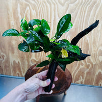 Pisces Enterprises One Only Nano Rainforest Driftwood Creation - One Only - Creative Nano Rainforest Driftwood Creation - One Only - Creative