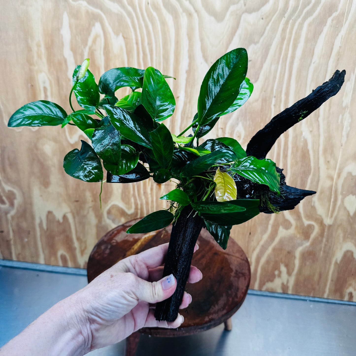 Pisces Enterprises One Only Nano Rainforest Driftwood Creation - One Only - Creative Nano Rainforest Driftwood Creation - One Only - Creative