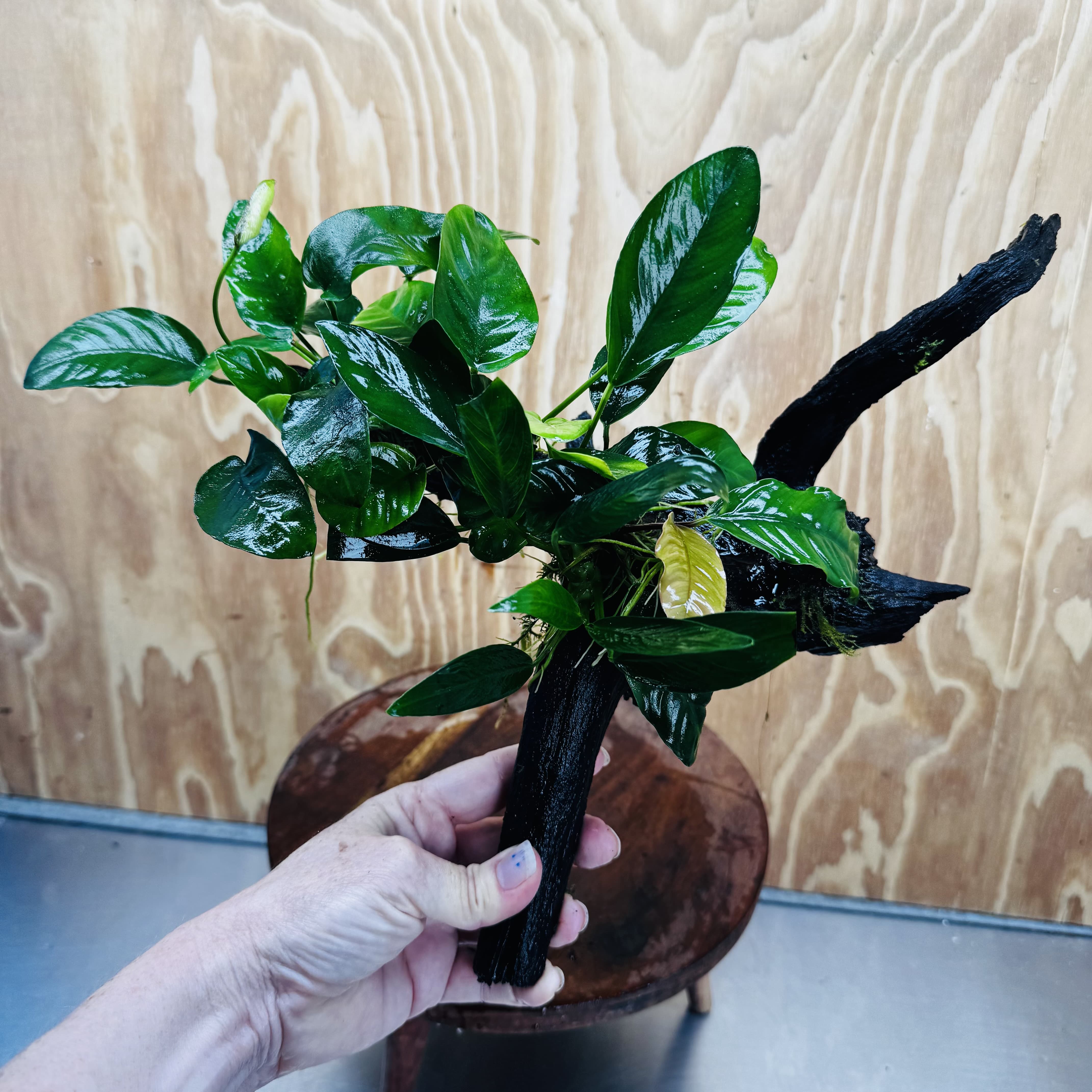 Pisces Enterprises One Only Nano Rainforest Driftwood Creation - One Only - Creative Nano Rainforest Driftwood Creation - One Only - Creative
