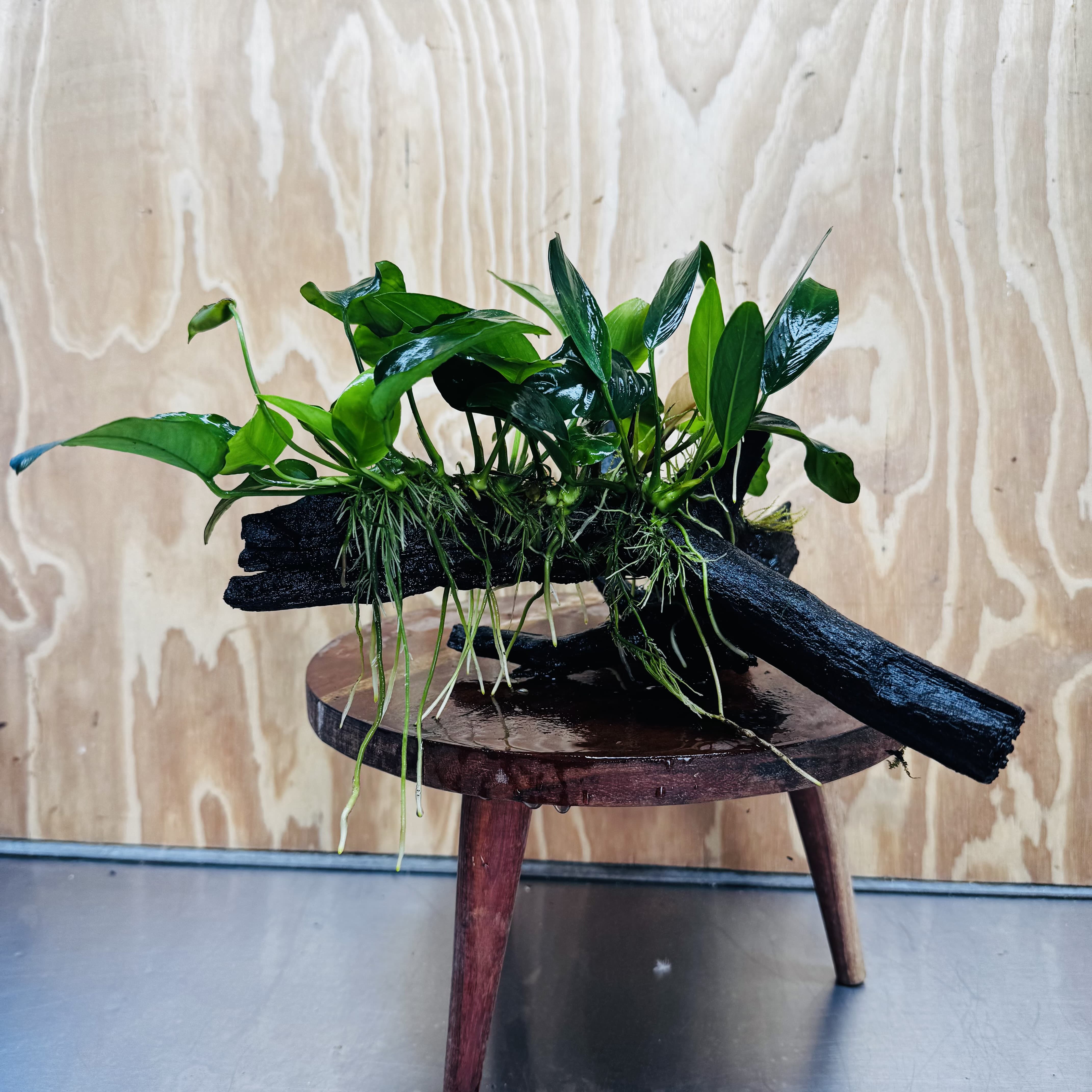 Pisces Enterprises One Only Nano Rainforest Driftwood Creation - One Only - Creative Nano Rainforest Driftwood Creation - One Only - Creative