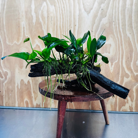 Pisces Enterprises One Only Nano Rainforest Driftwood Creation - One Only - Creative Nano Rainforest Driftwood Creation - One Only - Creative