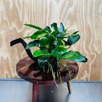 Pisces Enterprises One Only Nano Rainforest Driftwood Creation - One Only - Creative Nano Rainforest Driftwood Creation - One Only - Creative
