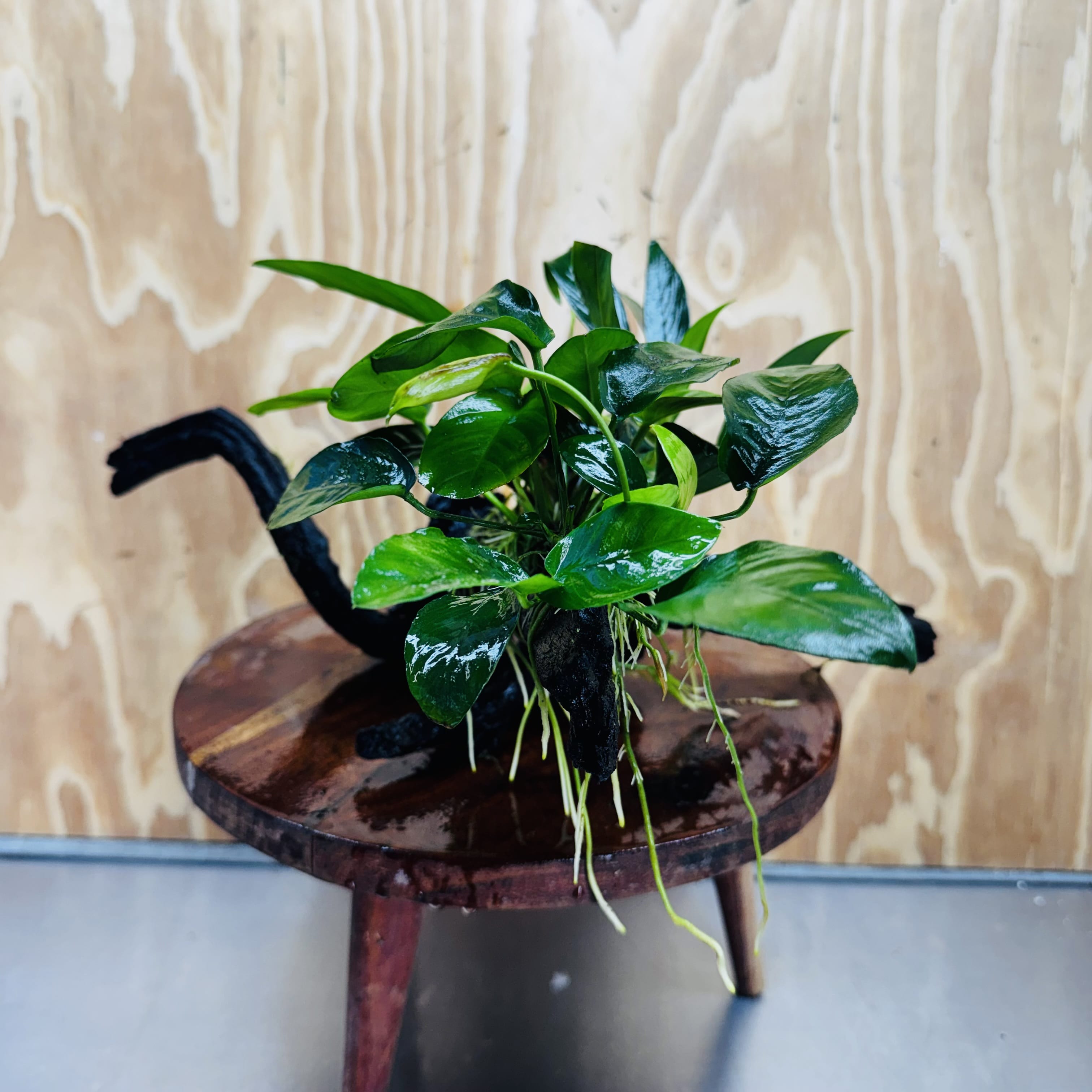 Pisces Enterprises One Only Nano Rainforest Driftwood Creation - One Only - Creative Nano Rainforest Driftwood Creation - One Only - Creative