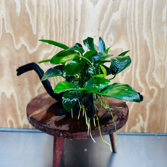 Pisces Enterprises One Only Nano Rainforest Driftwood Creation - One Only - Creative Nano Rainforest Driftwood Creation - One Only - Creative