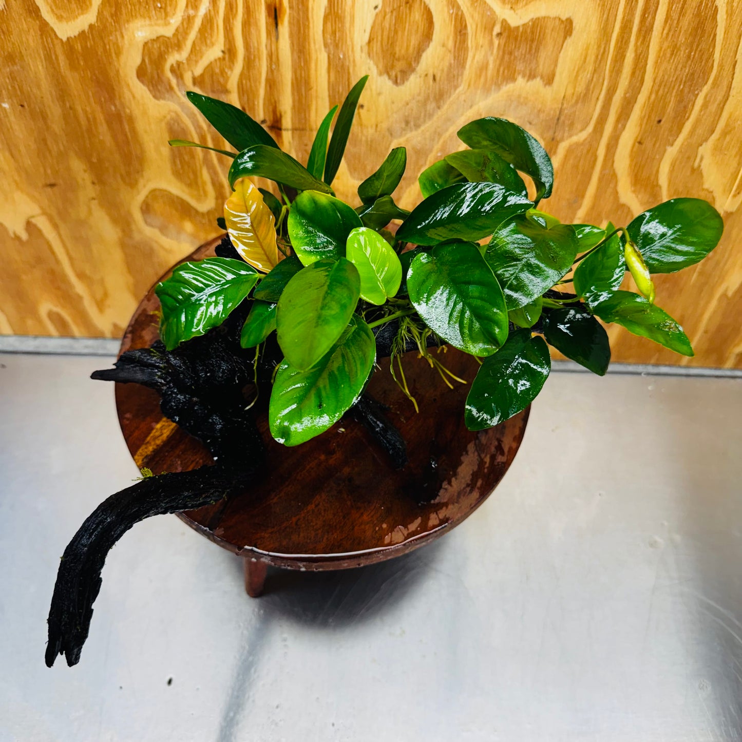 Pisces Enterprises One Only Nano Rainforest Driftwood Creation - One Only - Creative Nano Rainforest Driftwood Creation - One Only - Creative