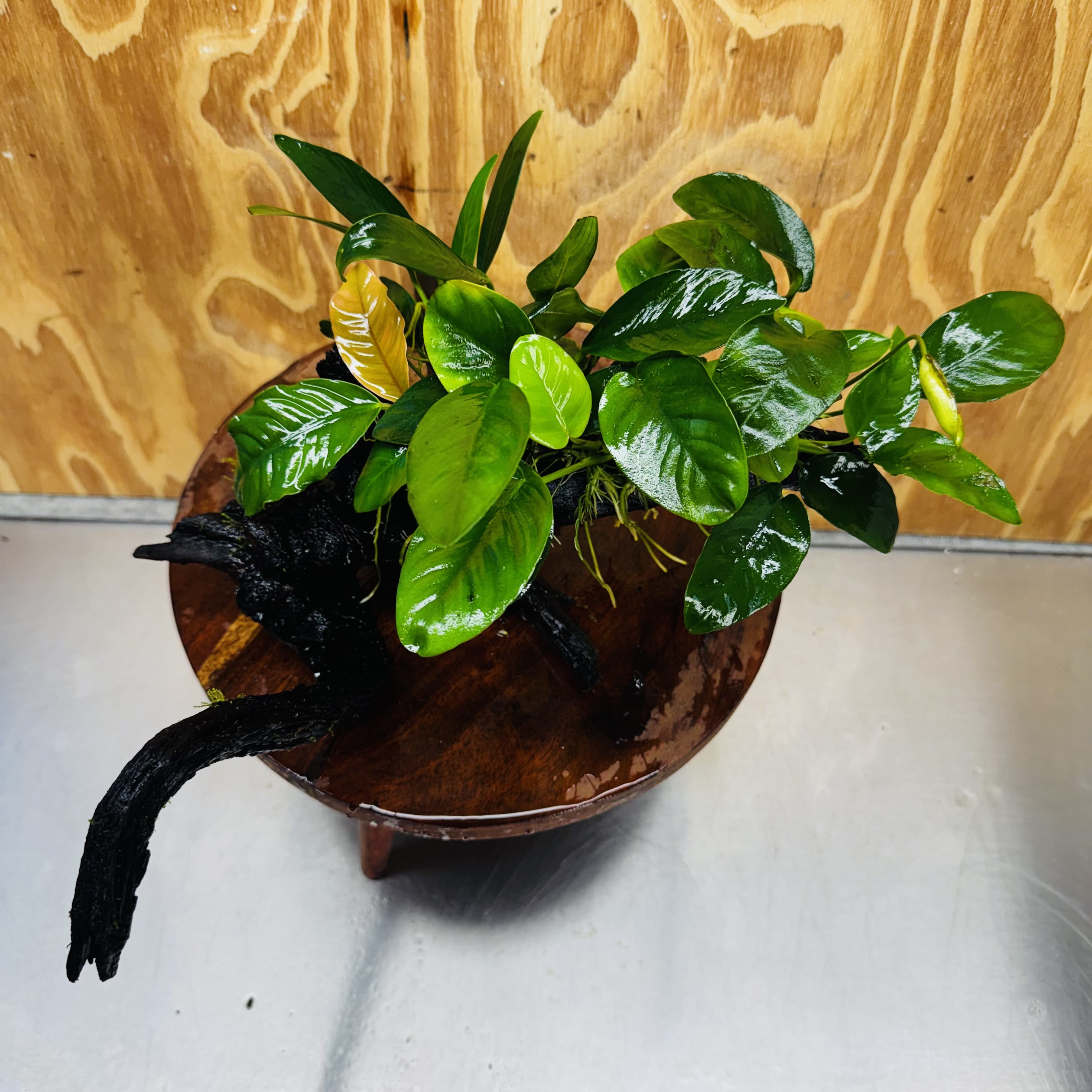 Pisces Enterprises One Only Nano Rainforest Driftwood Creation - One Only - Creative Nano Rainforest Driftwood Creation - One Only - Creative