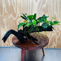 Pisces Enterprises One Only Nano Rainforest Driftwood Creation - One Only - Creative Nano Rainforest Driftwood Creation - One Only - Creative