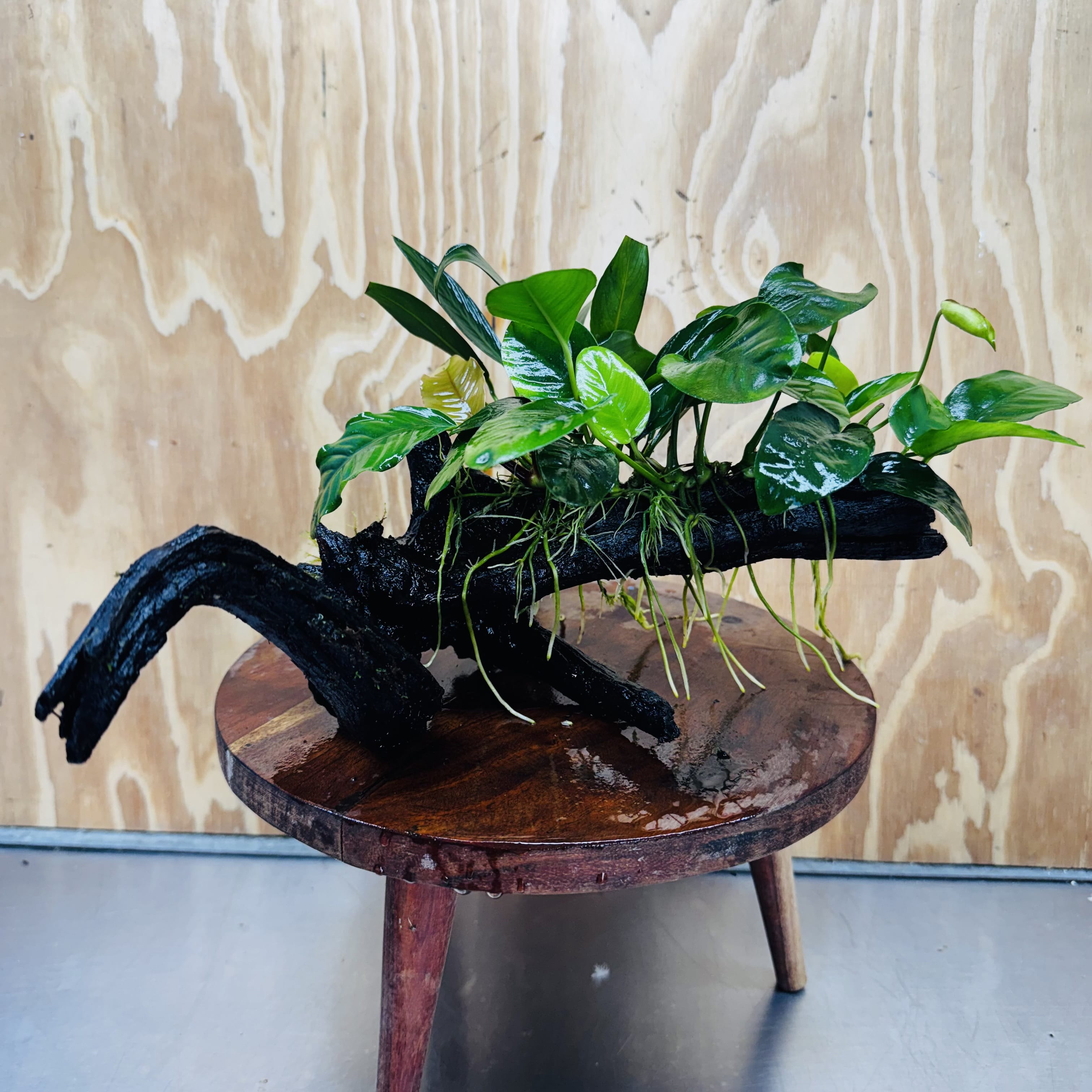 Pisces Enterprises One Only Nano Rainforest Driftwood Creation - One Only - Creative Nano Rainforest Driftwood Creation - One Only - Creative