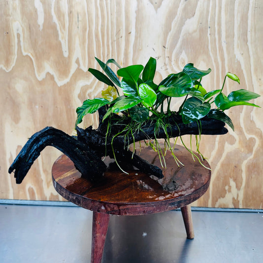 Pisces Enterprises One Only Nano Rainforest Driftwood Creation - One Only - Creative Nano Rainforest Driftwood Creation - One Only - Creative