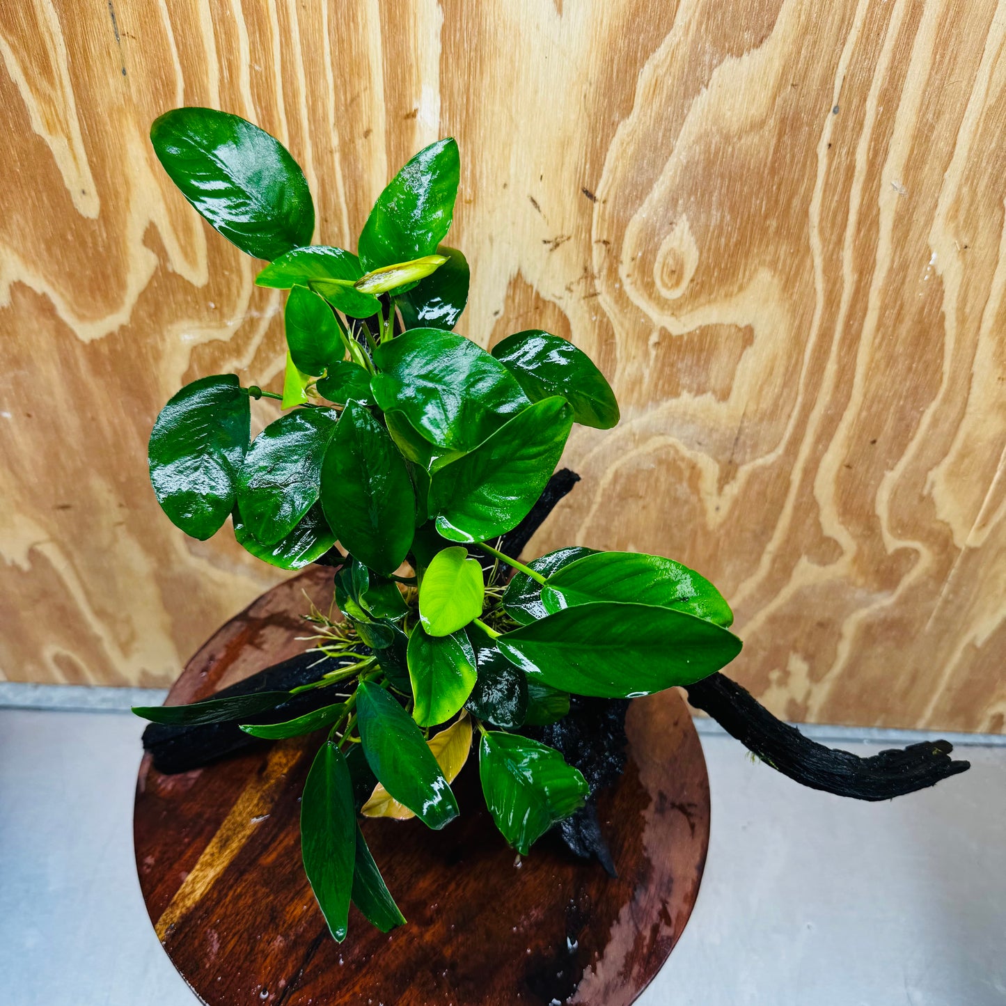 Pisces Enterprises One Only Nano Rainforest Driftwood Creation - One Only - Creative Nano Rainforest Driftwood Creation - One Only - Creative