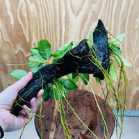 Pisces Enterprises One Only Nano Rainforest Driftwood Creation - One Only - Creative Nano Rainforest Driftwood Creation - One Only - Creative