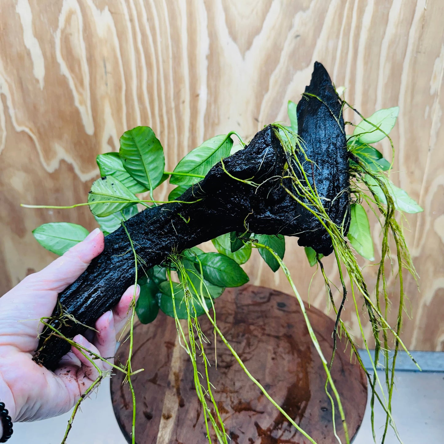 Pisces Enterprises One Only Nano Rainforest Driftwood Creation - One Only - Creative Nano Rainforest Driftwood Creation - One Only - Creative