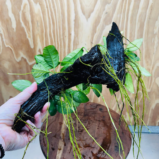 Pisces Enterprises One Only Nano Rainforest Driftwood Creation - One Only - Creative Nano Rainforest Driftwood Creation - One Only - Creative