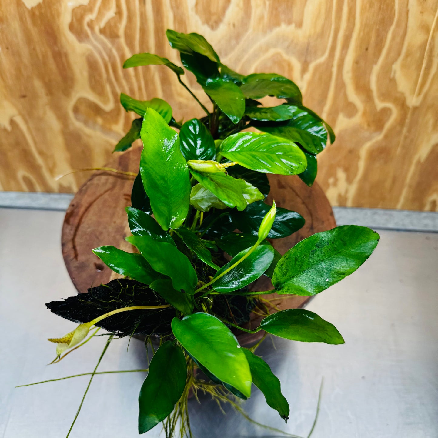 Pisces Enterprises One Only Nano Rainforest Driftwood Creation - One Only - Creative Nano Rainforest Driftwood Creation - One Only - Creative