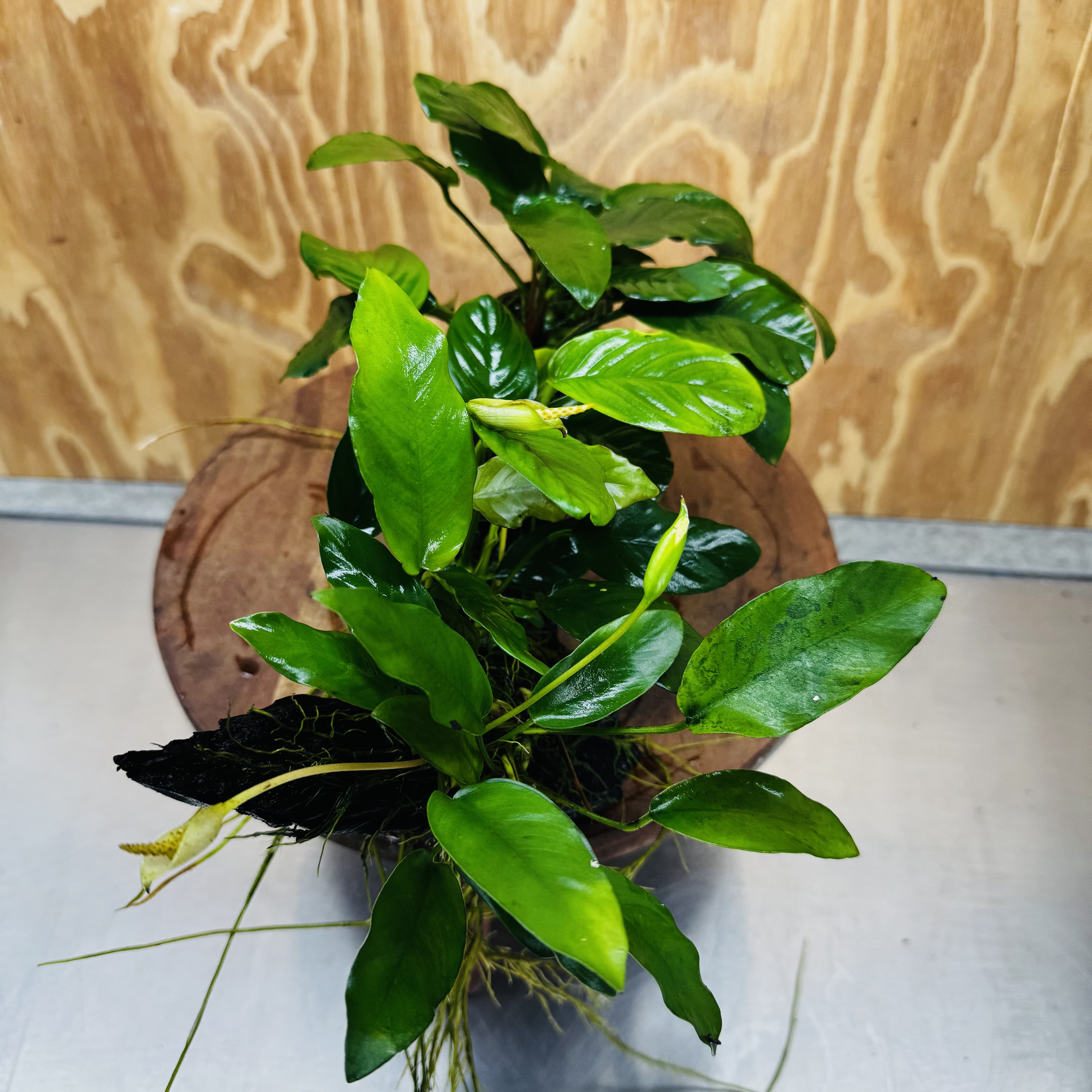 Pisces Enterprises One Only Nano Rainforest Driftwood Creation - One Only - Creative Nano Rainforest Driftwood Creation - One Only - Creative
