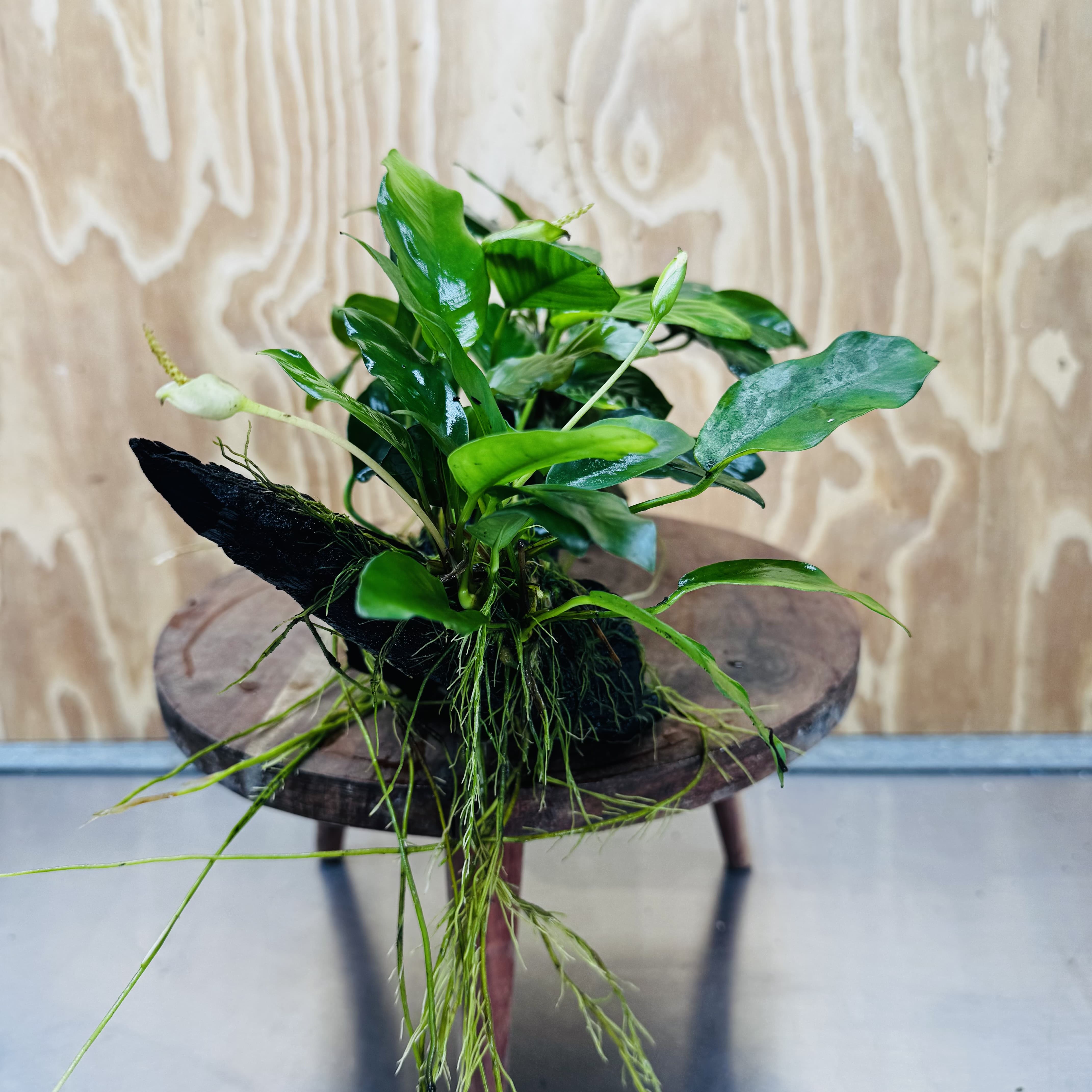 Pisces Enterprises One Only Nano Rainforest Driftwood Creation - One Only - Creative Nano Rainforest Driftwood Creation - One Only - Creative