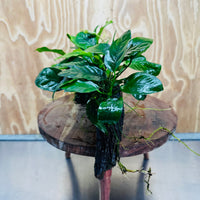 Pisces Enterprises One Only Nano Rainforest Driftwood Creation - One Only - Creative Nano Rainforest Driftwood Creation - One Only - Creative