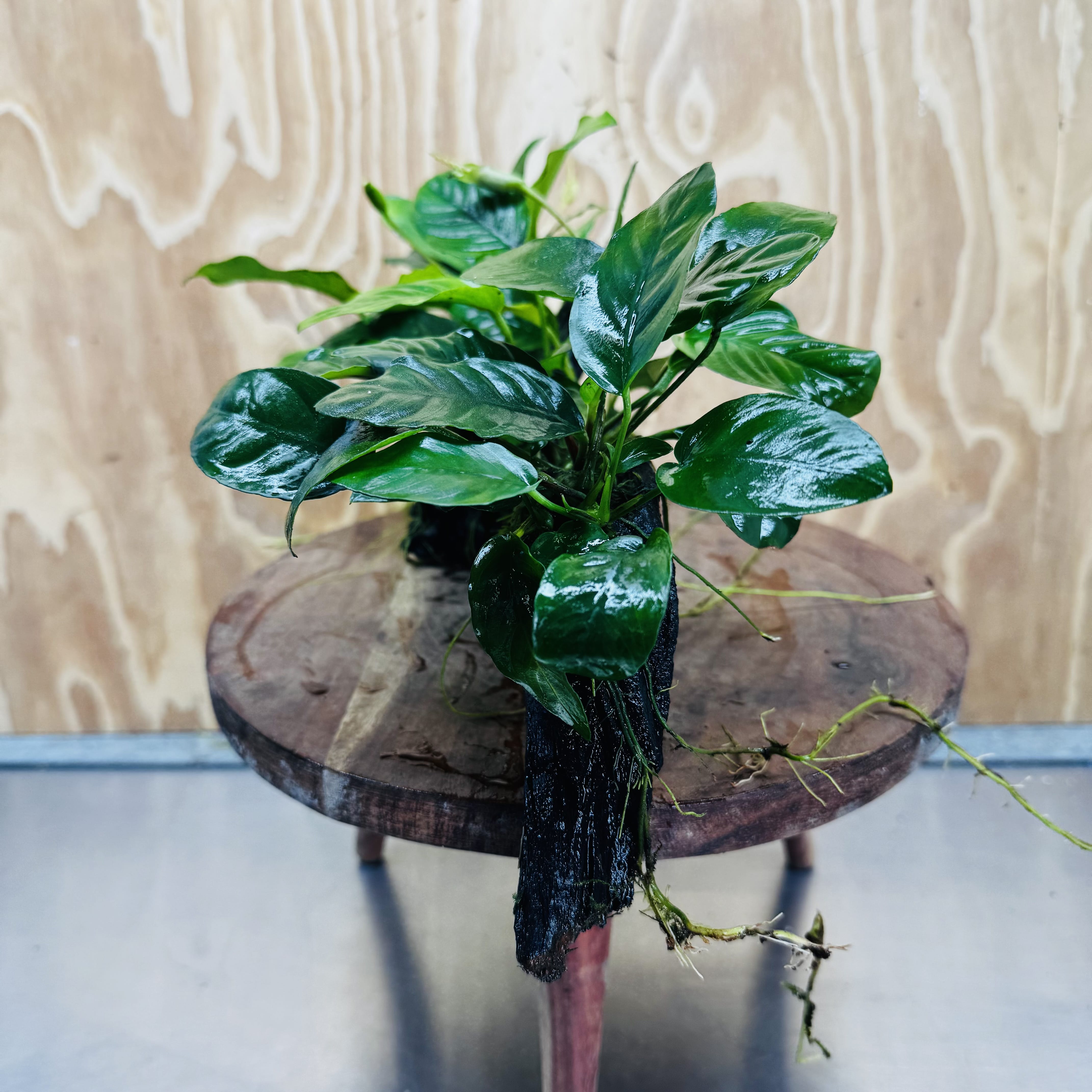 Pisces Enterprises One Only Nano Rainforest Driftwood Creation - One Only - Creative Nano Rainforest Driftwood Creation - One Only - Creative