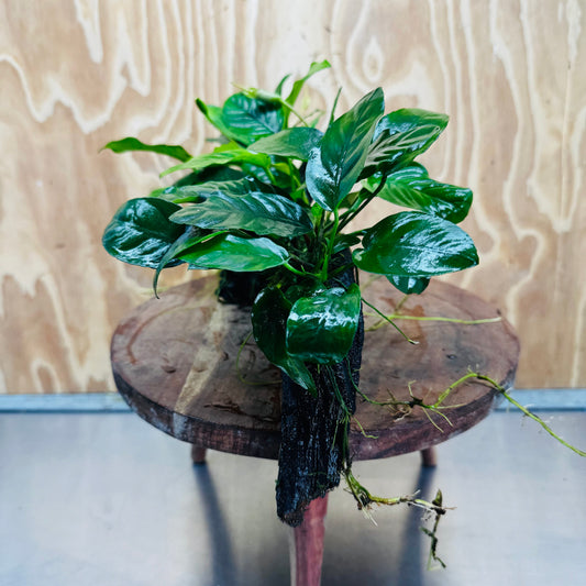 Pisces Enterprises One Only Nano Rainforest Driftwood Creation - One Only - Creative Nano Rainforest Driftwood Creation - One Only - Creative